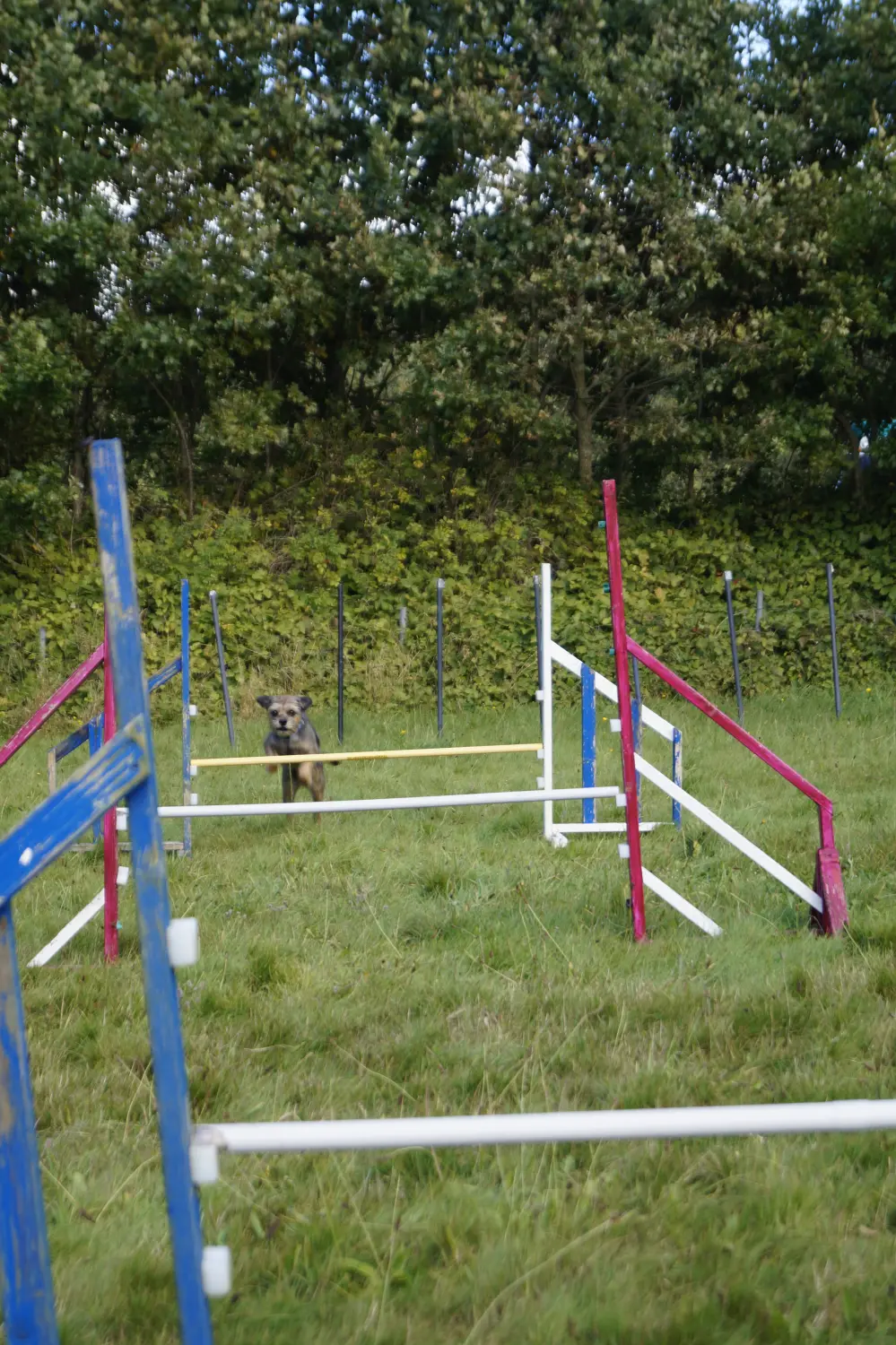 Hunde von Betzy and Dogs