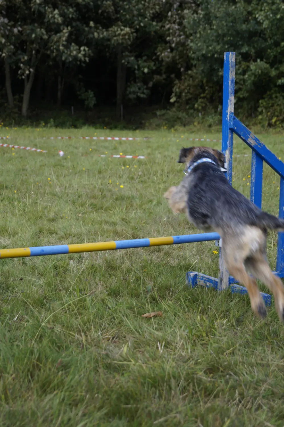 Hunde von Betzy and Dogs