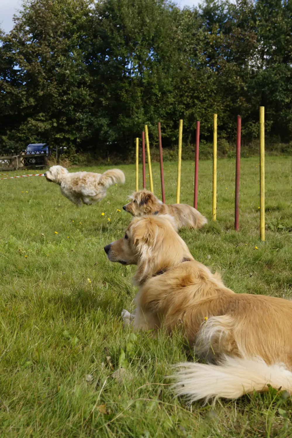 Hunde von Betzy and Dogs