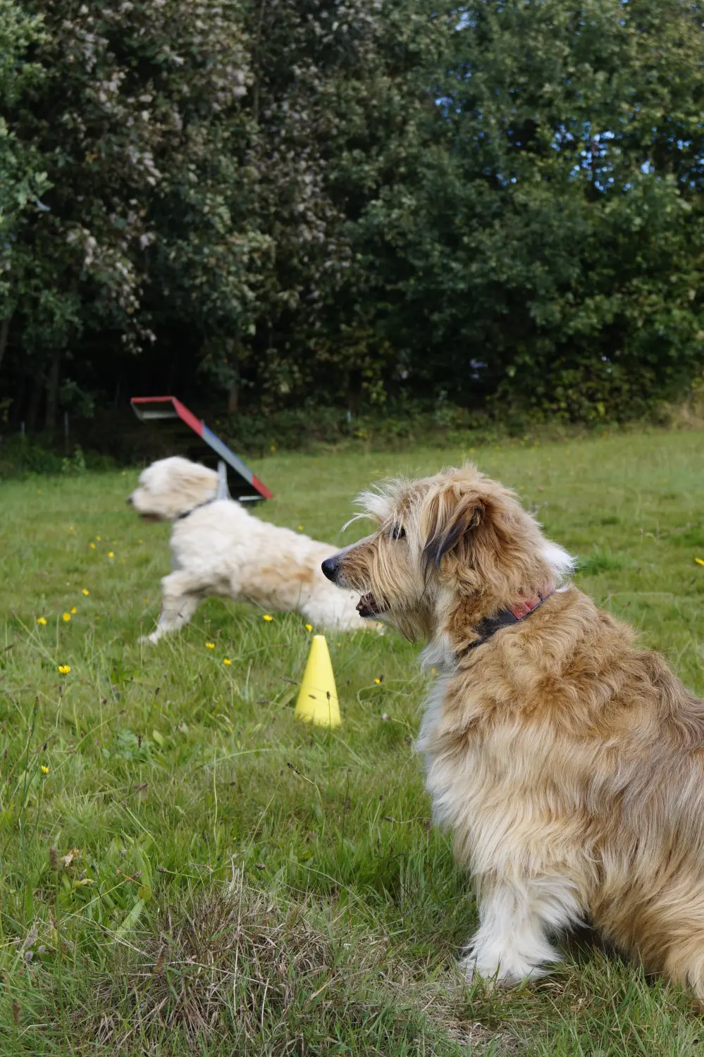Hunde von Betzy and Dogs