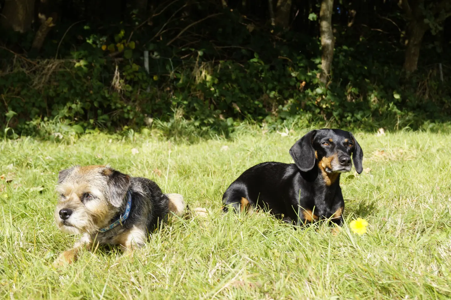Hunde von Betzy and Dogs