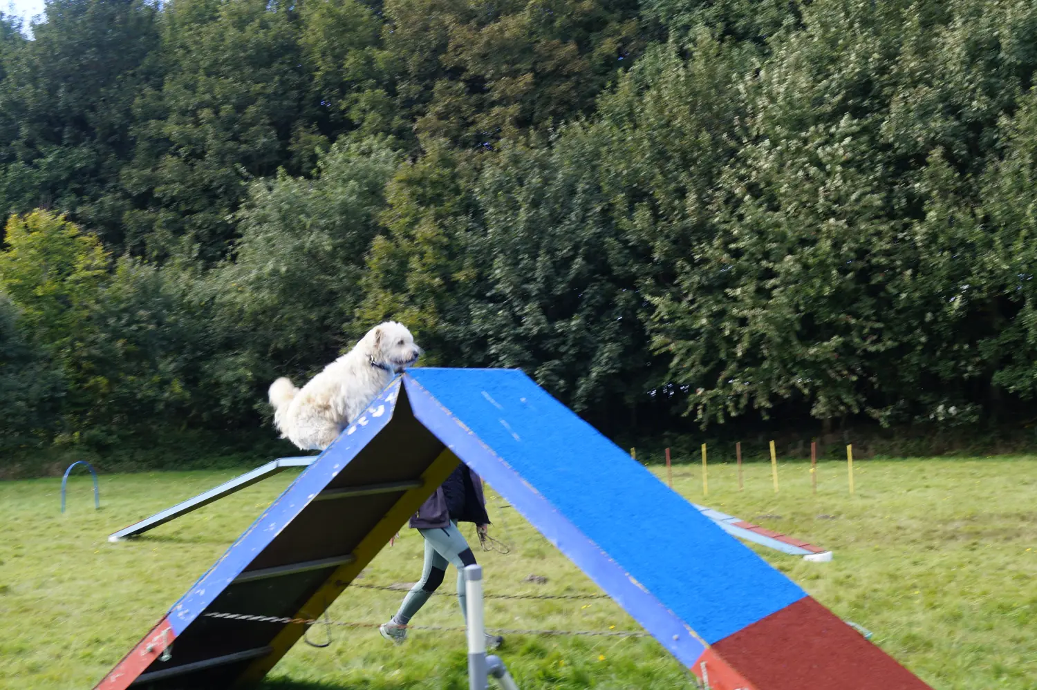 Hund von Betzy and Dogs