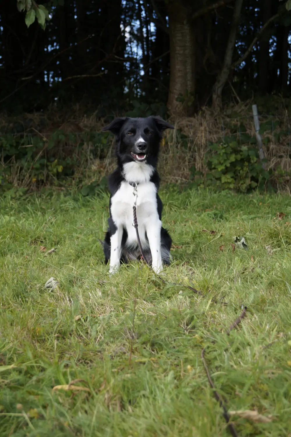 Hund von Betzy and Dogs