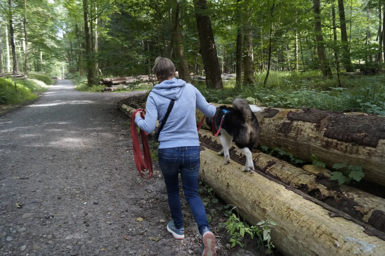 Hund mit Trainer von Betzy and Dogs