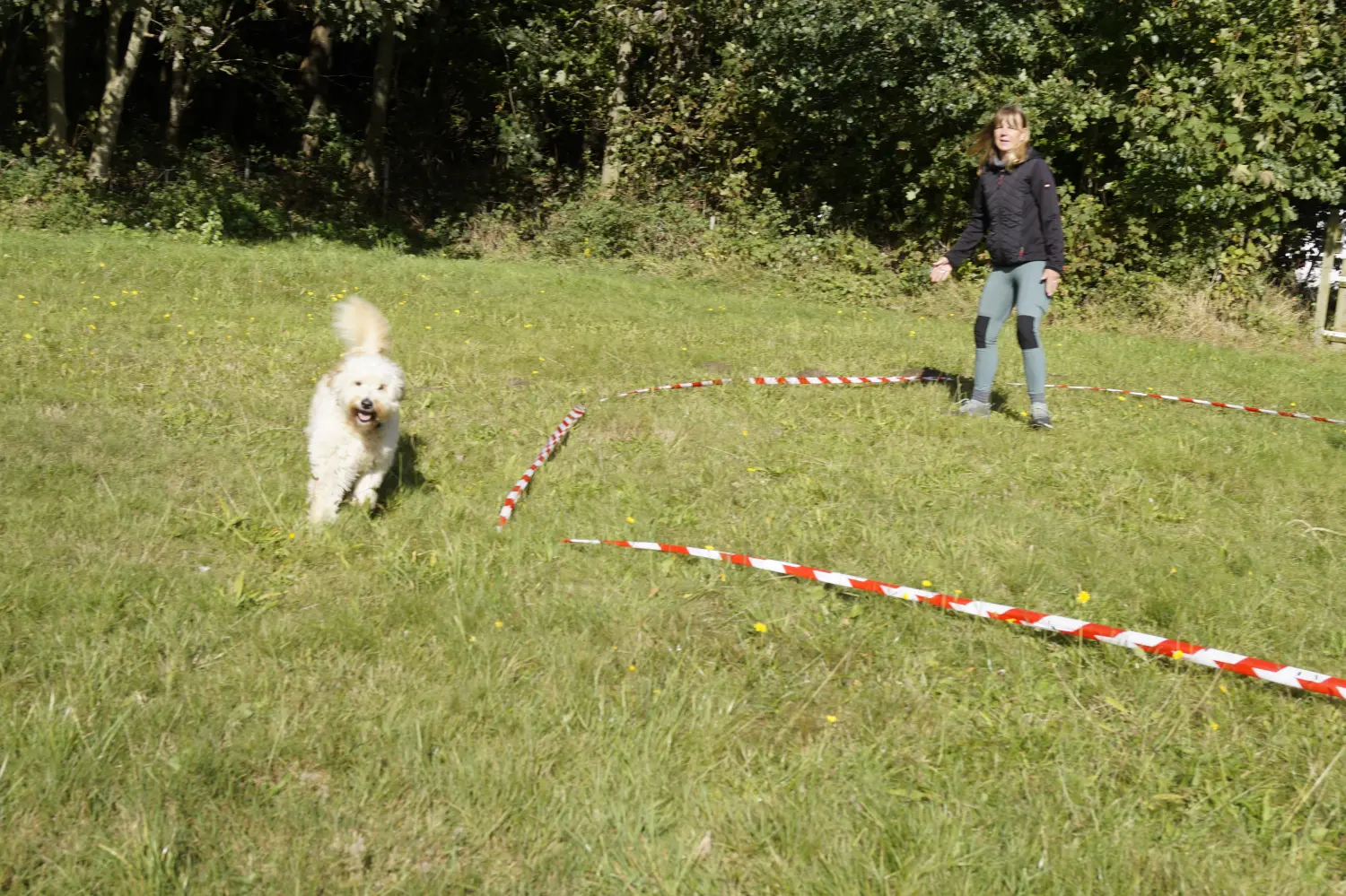 Hund mit Trainer von Betzy and Dogs