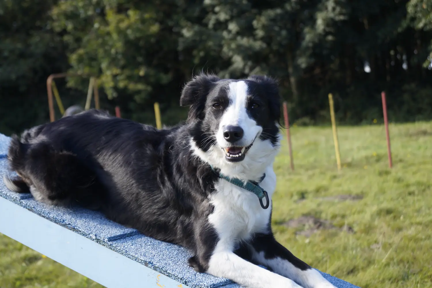 Hund von Betzy and Dogs