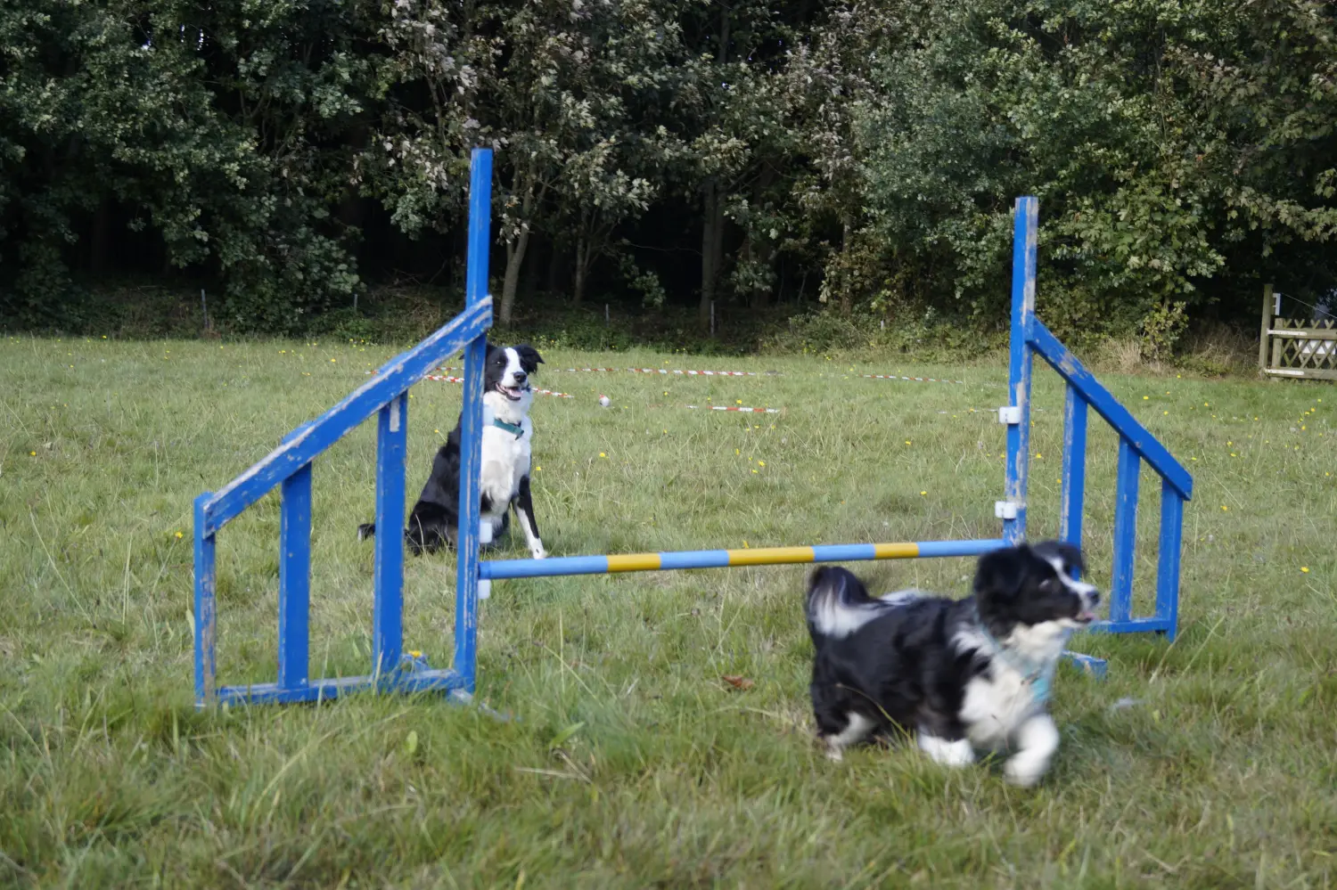 Hunde von Betzy and Dogs
