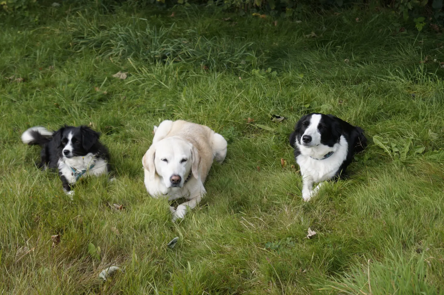 Hunde von Betzy and Dogs