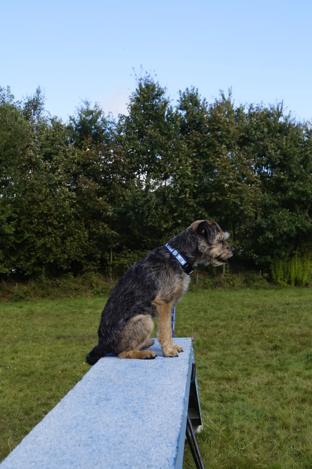 Hund von Betzy and Dogs