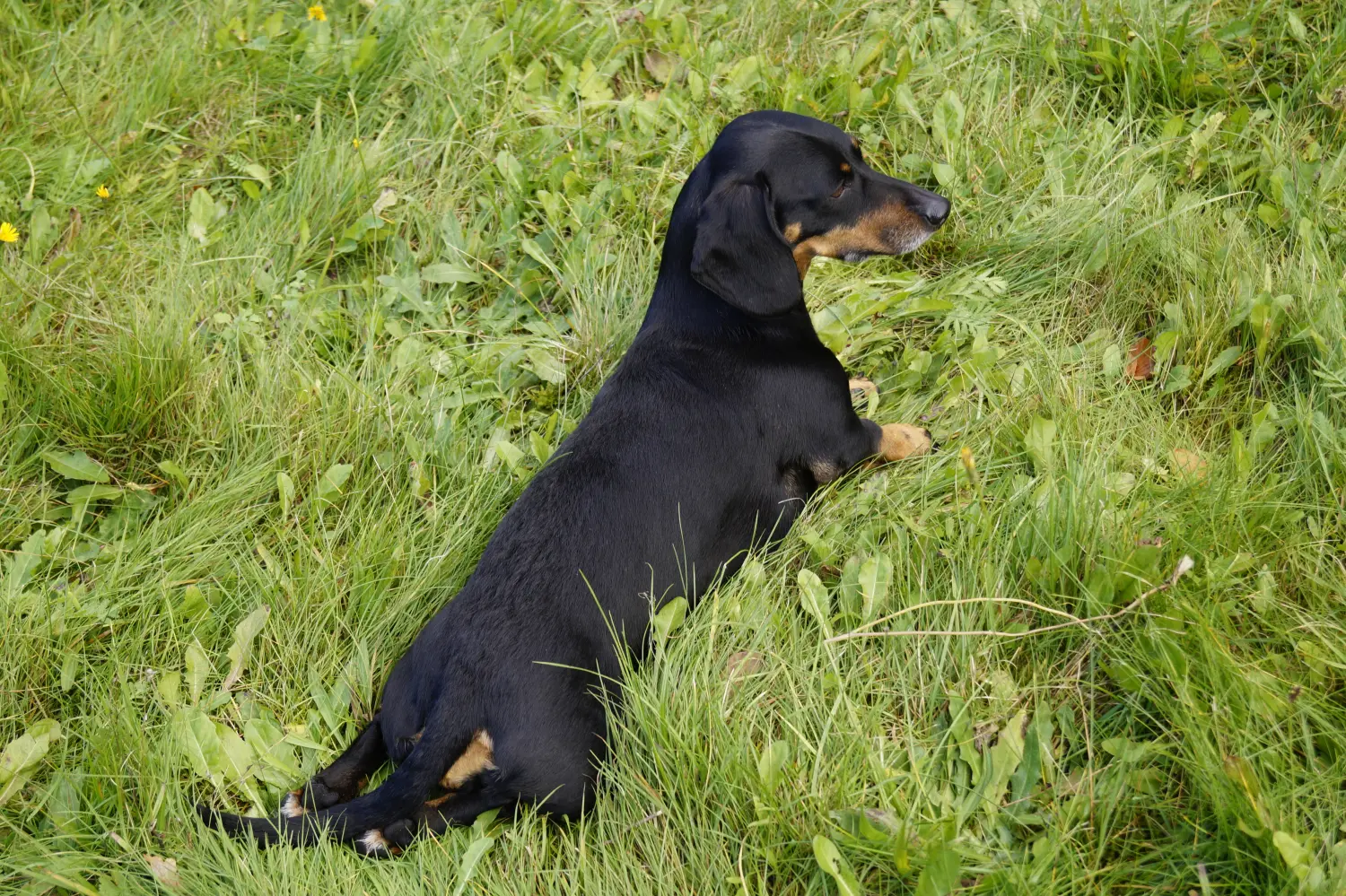 Hund von Betzy and Dogs