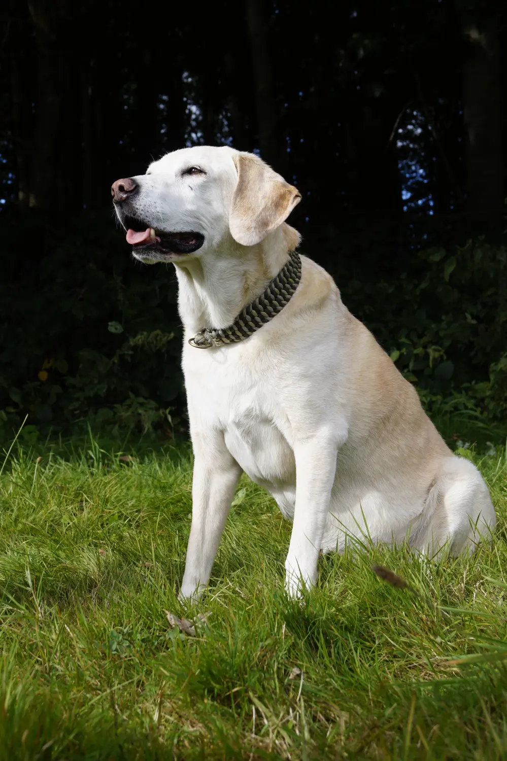 Hund von Betzy and Dogs