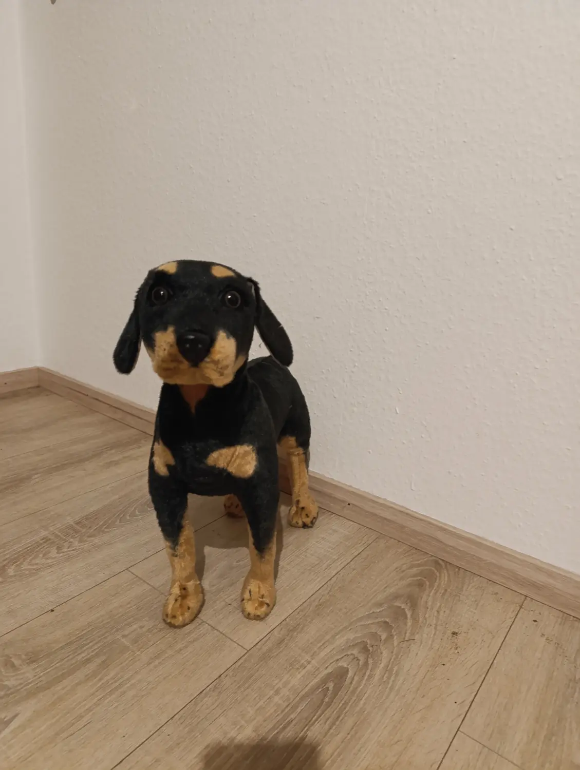 Rudi