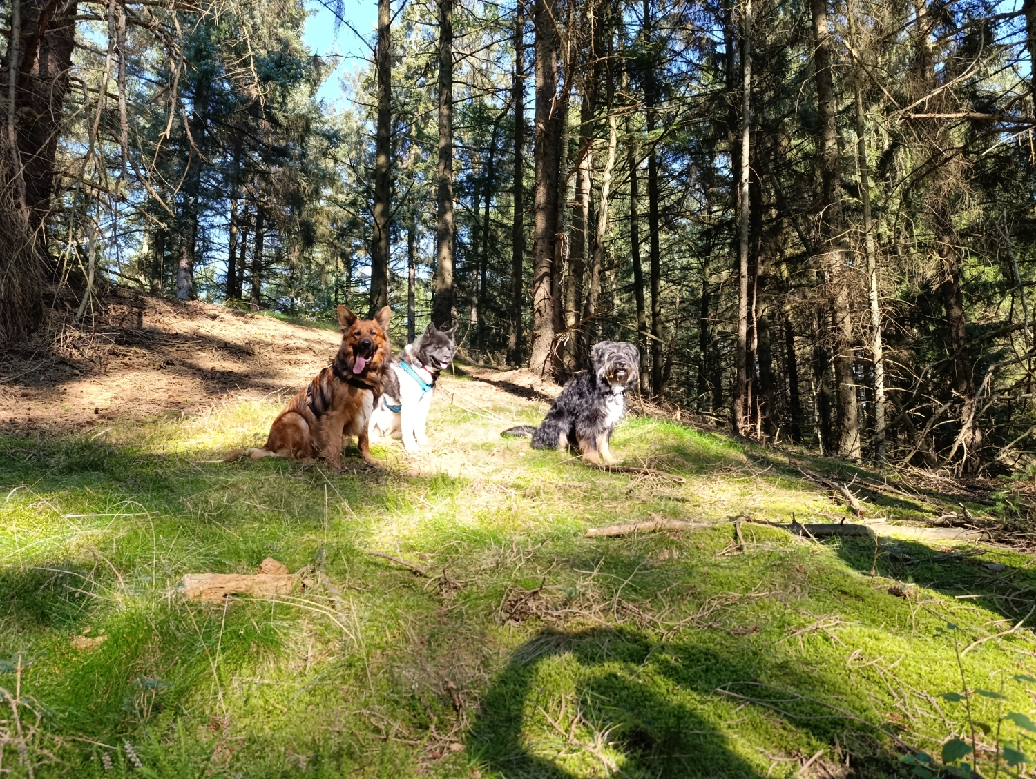 Trainer von Betzy and Dogs 