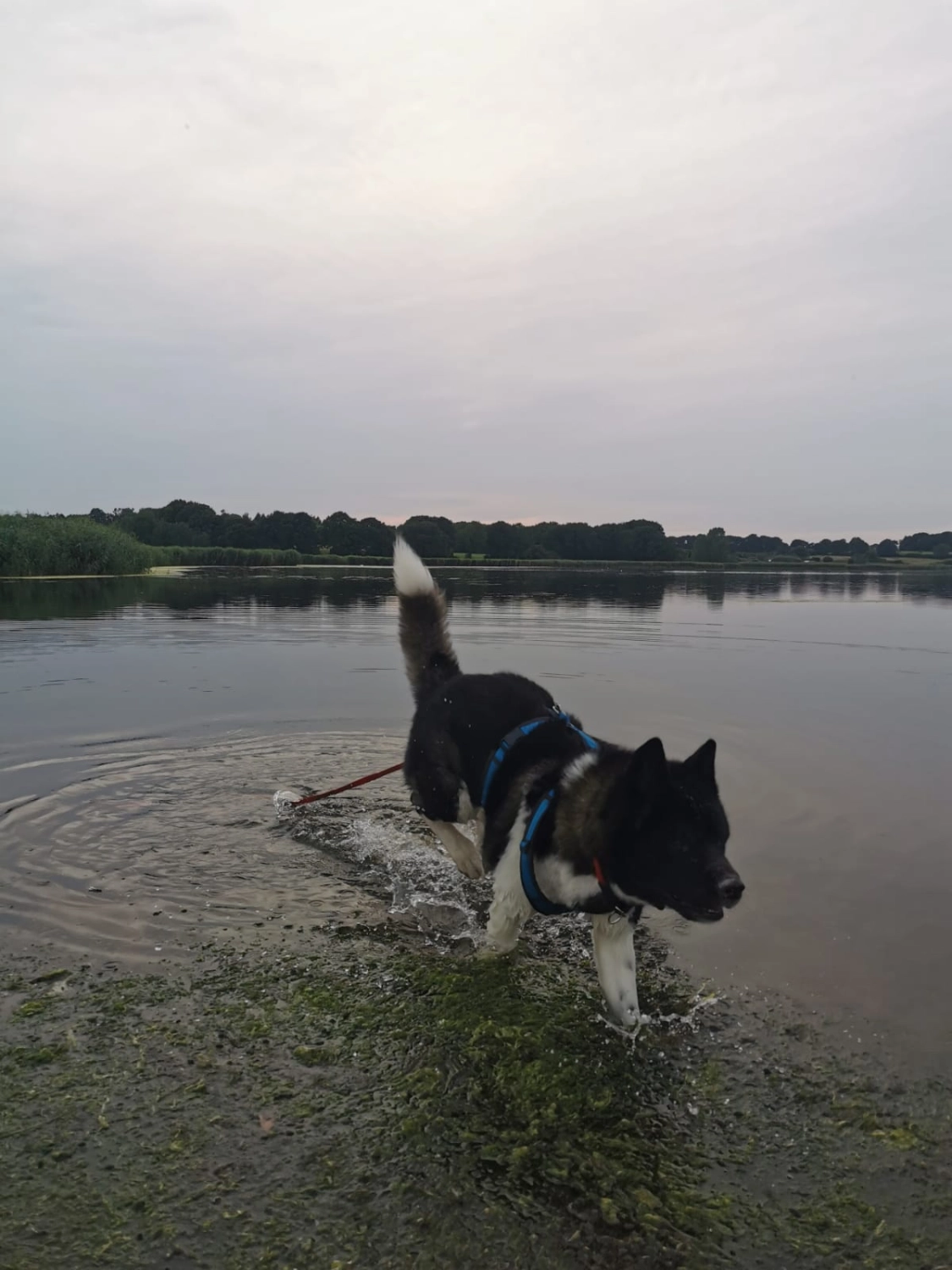 Hund von Betzy and Dogs