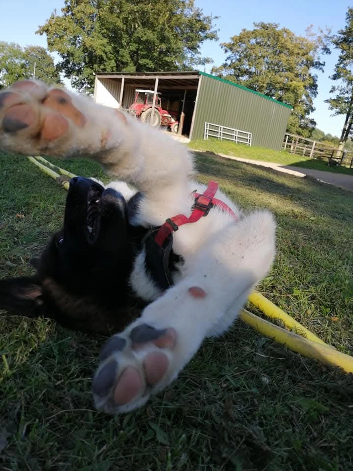 Hunde von Betzy and Dogs